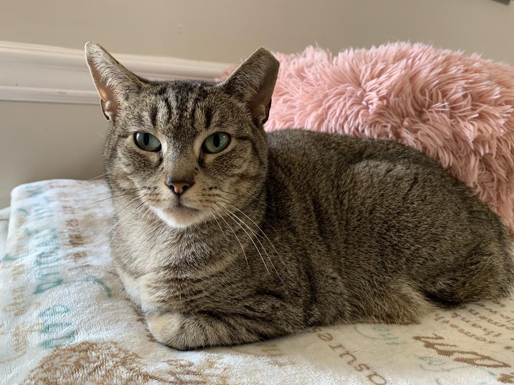 Enlarge Yasmine, a Adoptable mixed breed in Virginia Beach, VA image 2/6