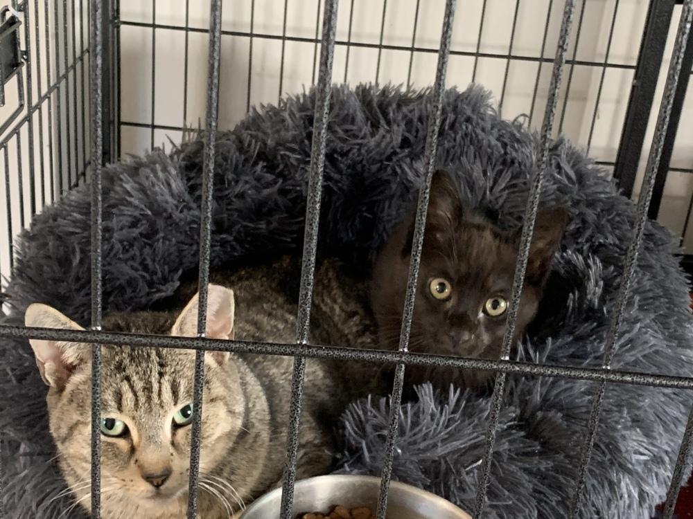 Enlarge Yasmine, a Adoptable mixed breed in Virginia Beach, VA image 3/6