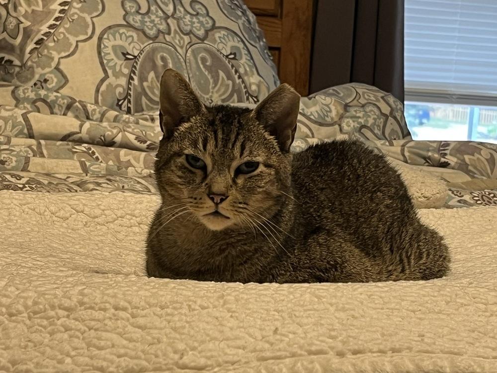 Enlarge Yasmine, a Adoptable mixed breed in Virginia Beach, VA image 4/6