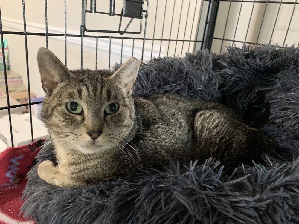 Enlarge Yasmine, a Adoptable mixed breed in Virginia Beach, VA image 5/6