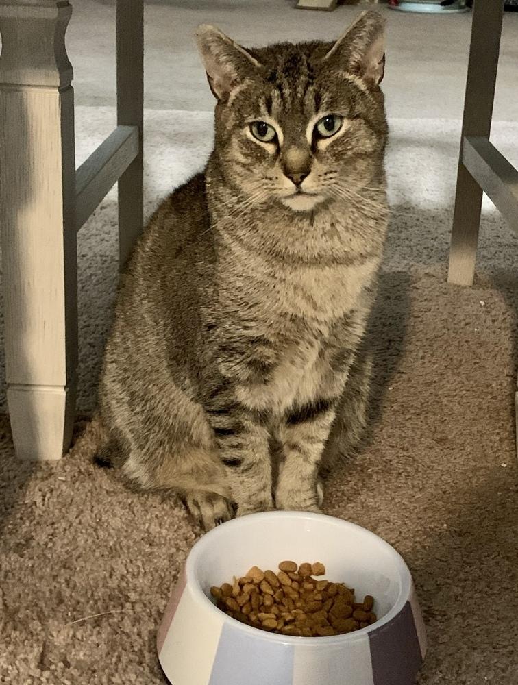 Enlarge Yasmine, a Adoptable mixed breed in Virginia Beach, VA image 6/6