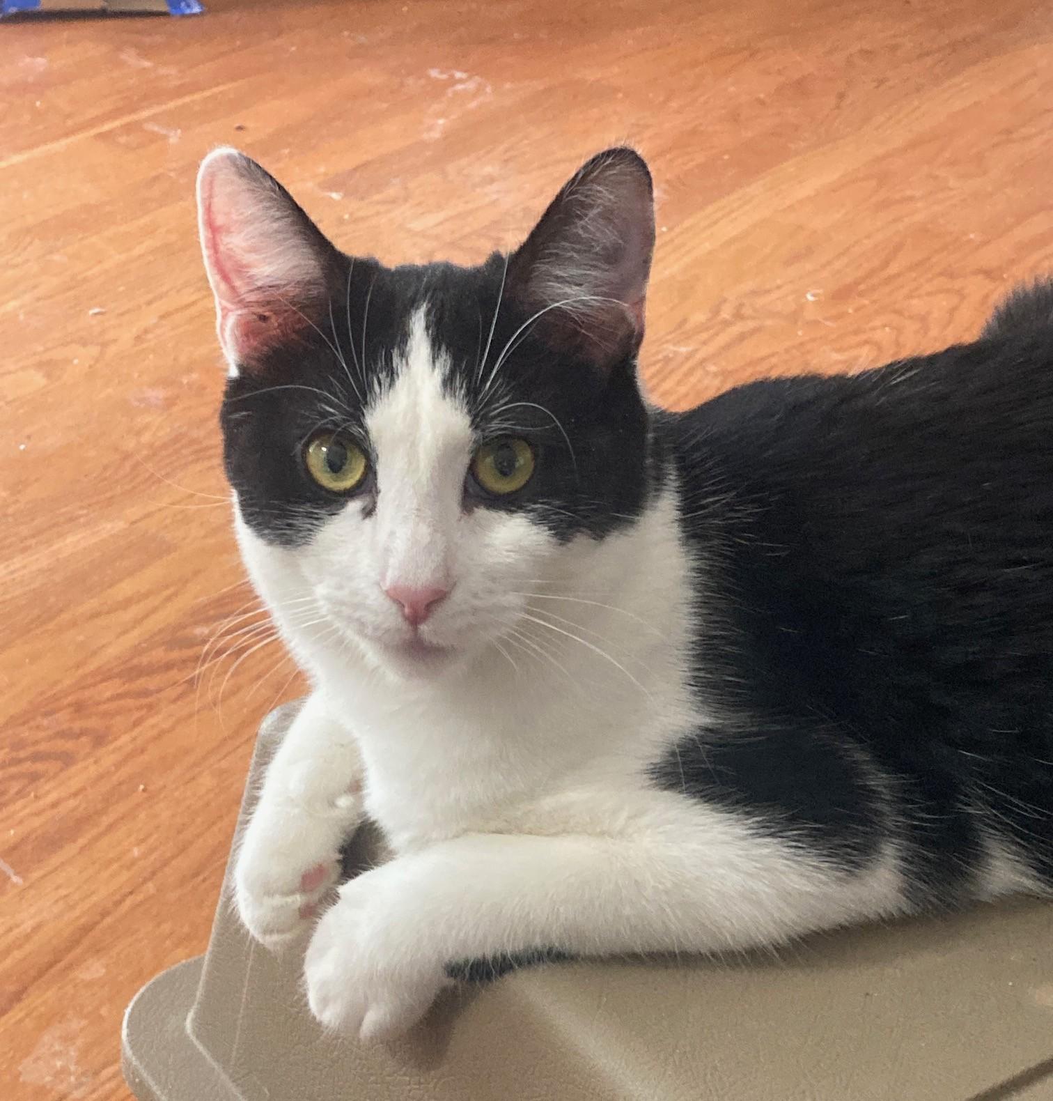 Enlarge Kiri, a Adoptable mixed breed in Bridgeport, CT image 4/4