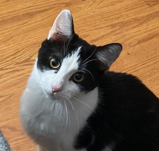 Kiri, Adoptable, Young Female Domestic Short Hair.