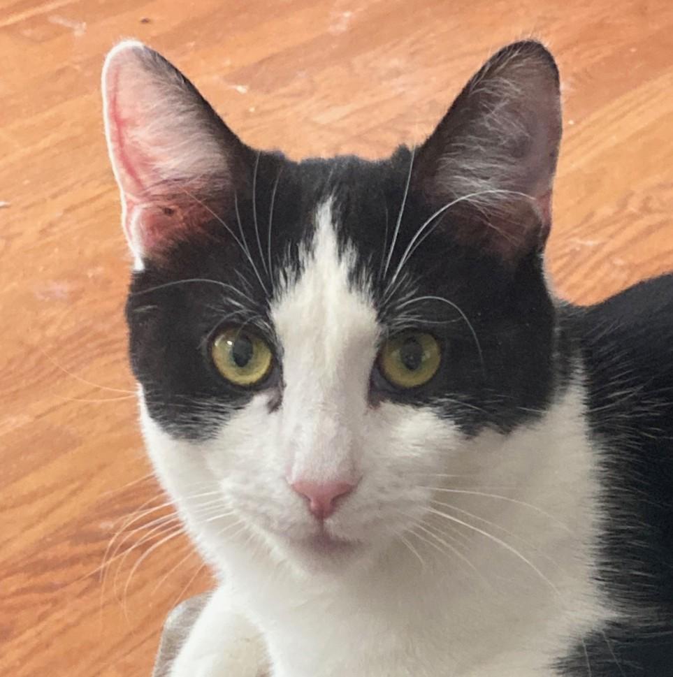 Kiri, Adoptable, Young Female Domestic Short Hair.