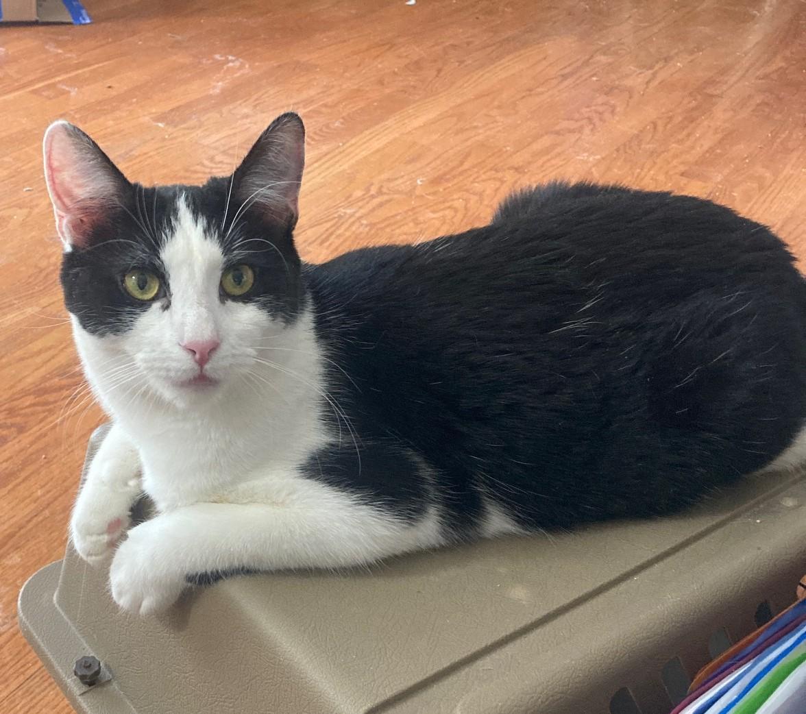 Enlarge Kiri, a Adoptable mixed breed in Bridgeport, CT image 2/4