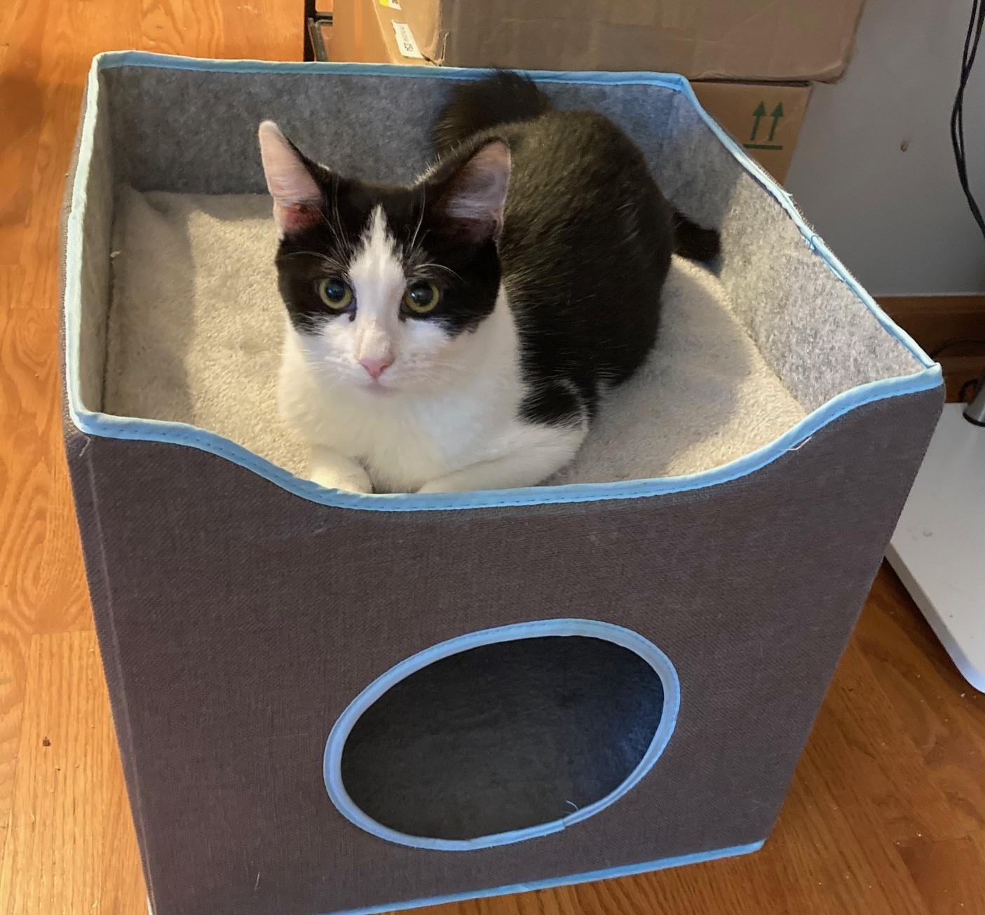 Enlarge Kiri, a Adoptable mixed breed in Bridgeport, CT image 3/3