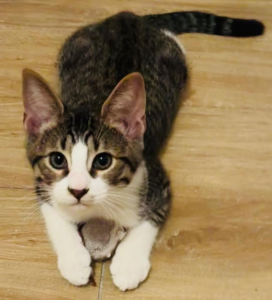 Enlarge Apollo, a Adoptable mixed breed in Spring, TX image 1/2