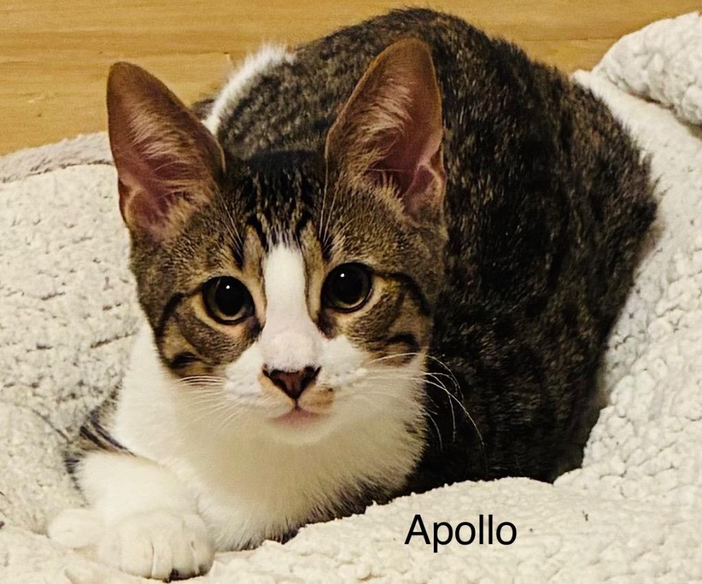 Enlarge Apollo, a Adoptable mixed breed in Spring, TX image 2/2