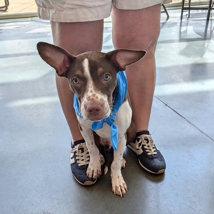 Enlarge Gumbo, a Adoptable mixed breed in Helena, AL image 5/6