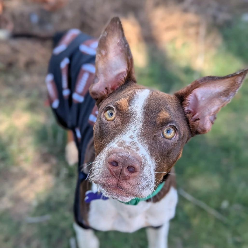 Enlarge Gumbo, a Adoptable mixed breed in Helena, AL image 1/3