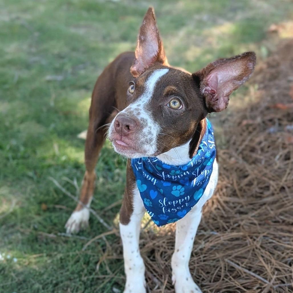 Enlarge Gumbo, a Adoptable mixed breed in Helena, AL image 3/3