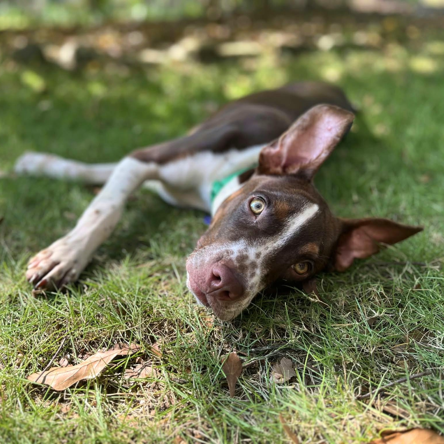 Enlarge Gumbo, a Adoptable mixed breed in Helena, AL image 2/6
