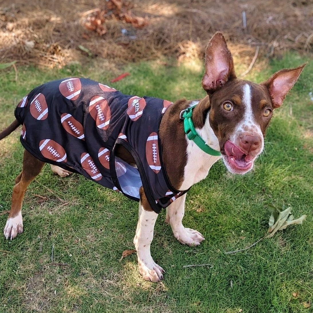 Enlarge Gumbo, a Adoptable mixed breed in Helena, AL image 3/6