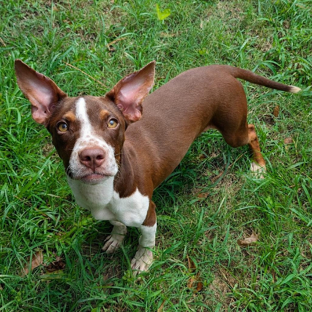 Enlarge Gumbo, a Adoptable mixed breed in Helena, AL image 2/3