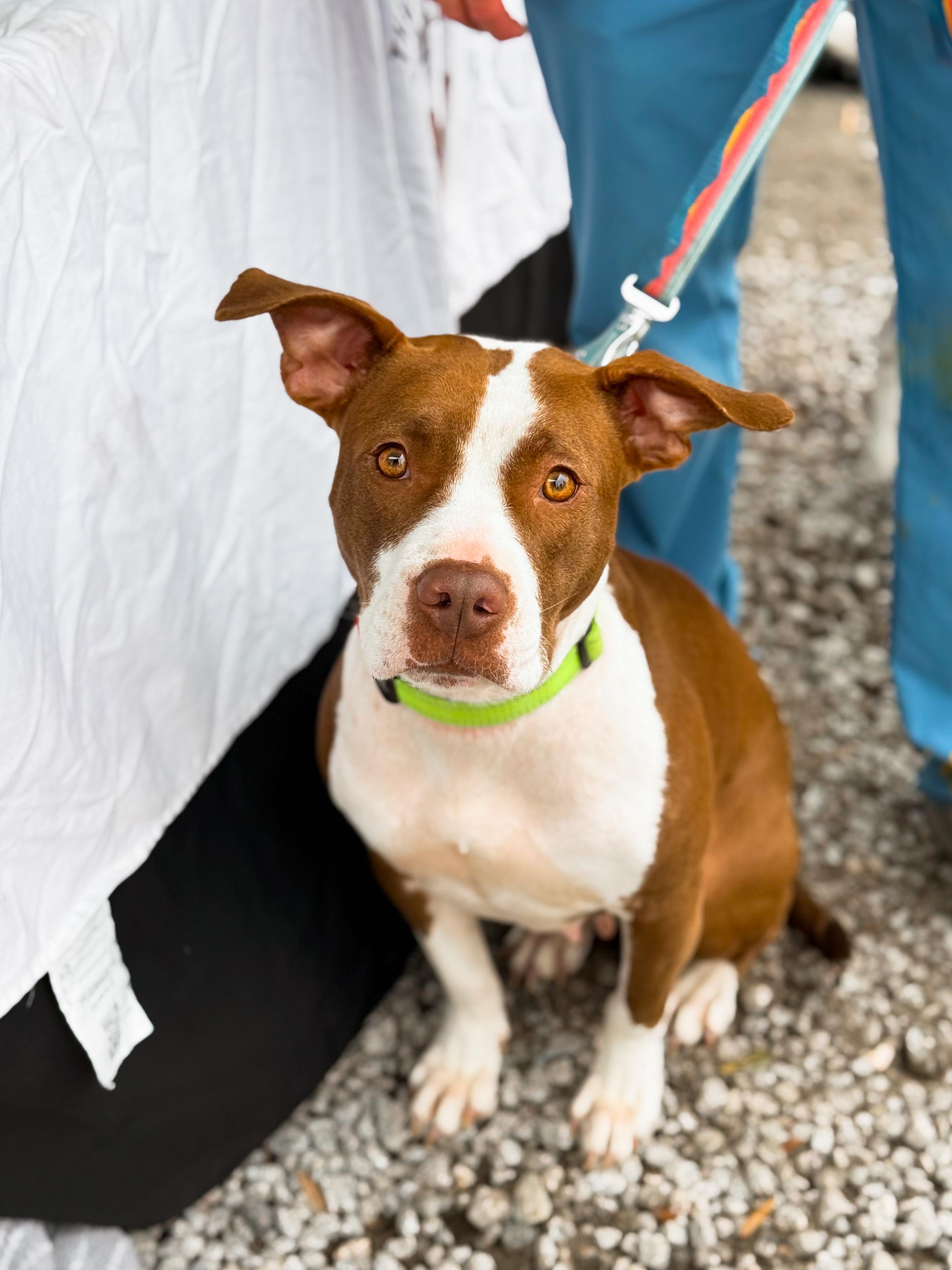 Olive, ADOPTABLE, Adult Female Pit Bull Terrier & Terrier.
