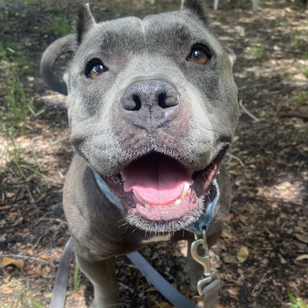 Nala, Adoptable, Adult Female Pit Bull Terrier.