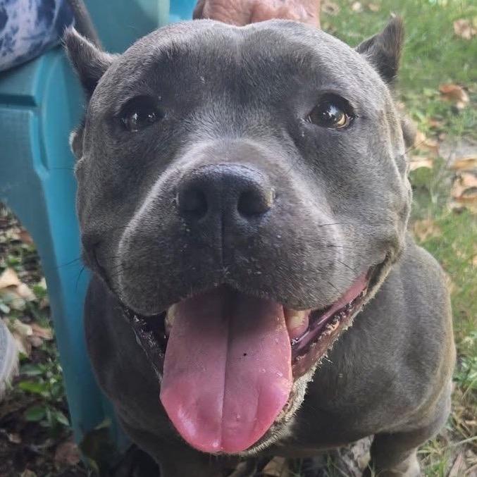 Enlarge Nala, a Adoptable Pit Bull Terrier in Sarasota, FL image 2/6