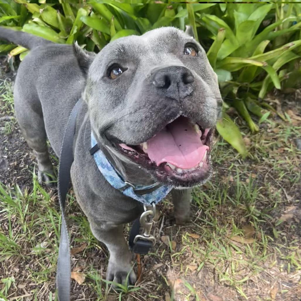 Enlarge Nala, a Adoptable Pit Bull Terrier in Sarasota, FL image 3/6