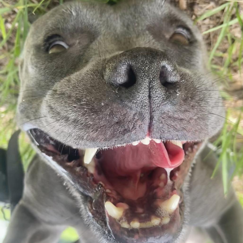 Enlarge Nala, a Adoptable Pit Bull Terrier in Sarasota, FL image 4/6