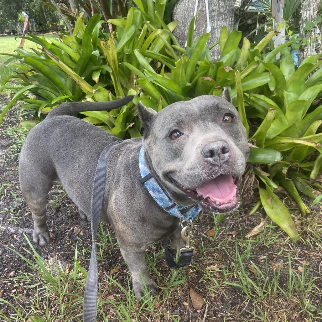 Enlarge Nala, a Adoptable Pit Bull Terrier in Sarasota, FL image 5/6