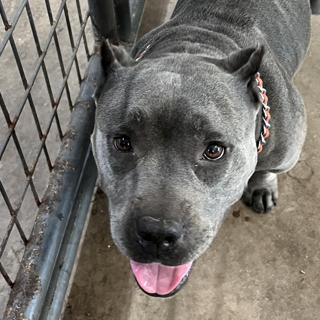 Enlarge Nala, a Adoptable Pit Bull Terrier in Sarasota, FL image 6/6