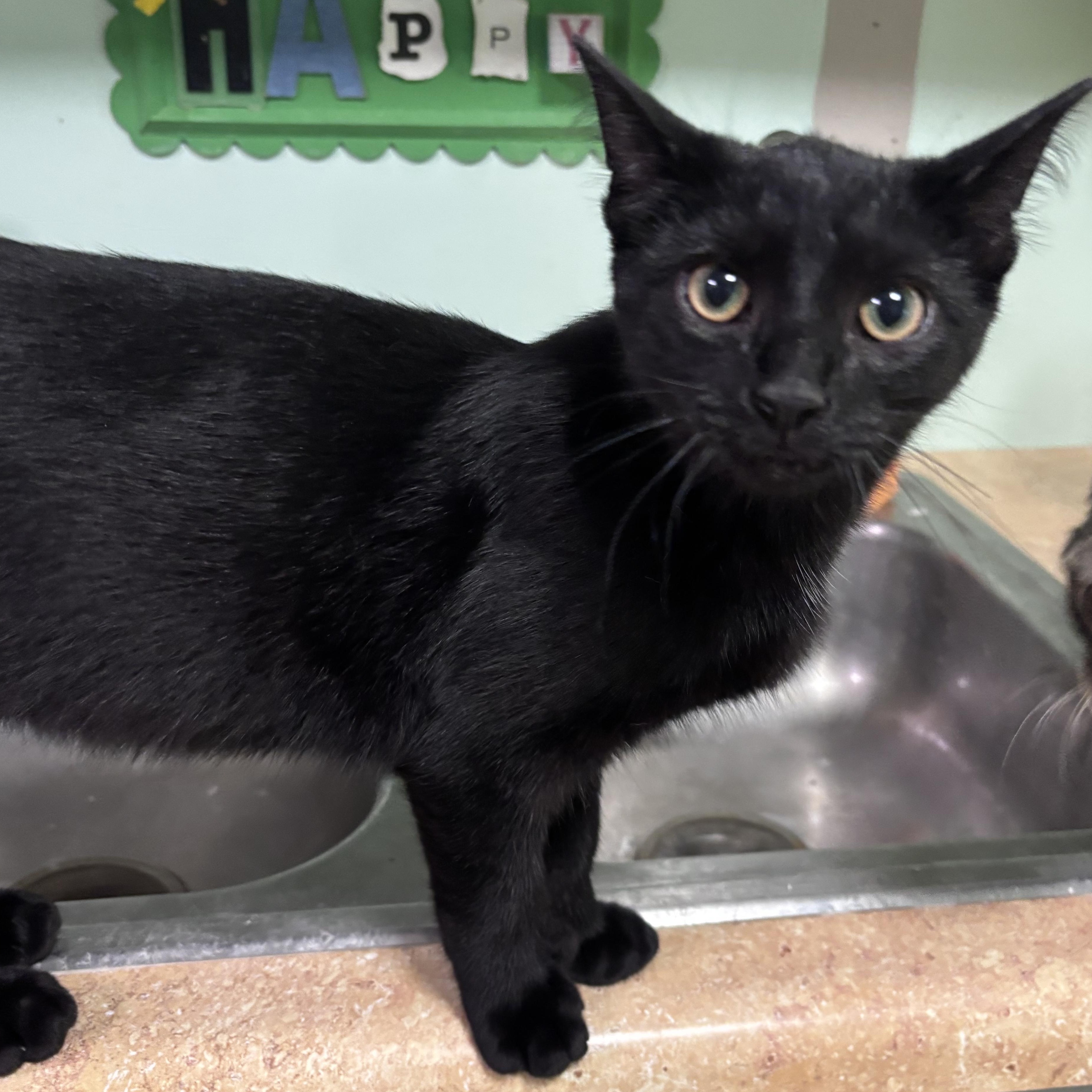 Enlarge Tubi, a ADOPTABLE Domestic Short Hair in Franklin, IN image 1/1