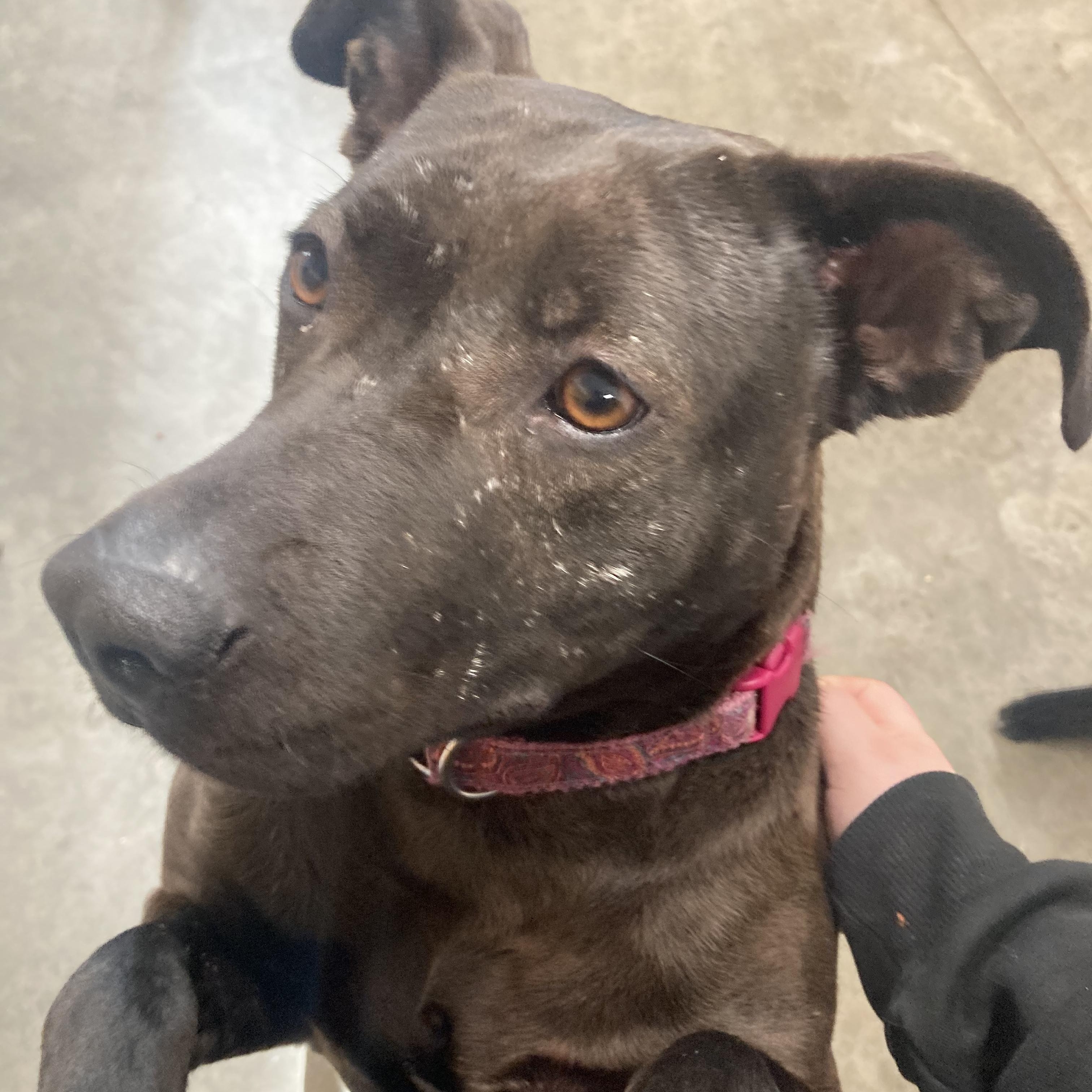 Crooky, an adoptable Pit Bull Terrier in The Dalles, OR, 97058 | Photo Image 4