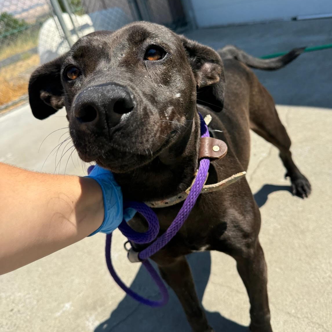 Crooky, a Adoptable mixed breed in The Dalles, OR image 5/6