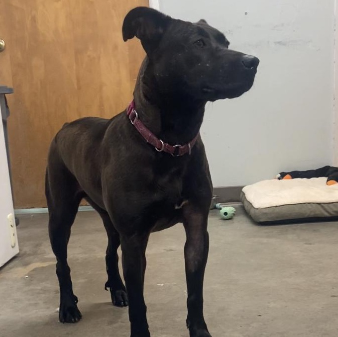 Crooky, an adoptable Pit Bull Terrier in The Dalles, OR, 97058 | Photo Image 5