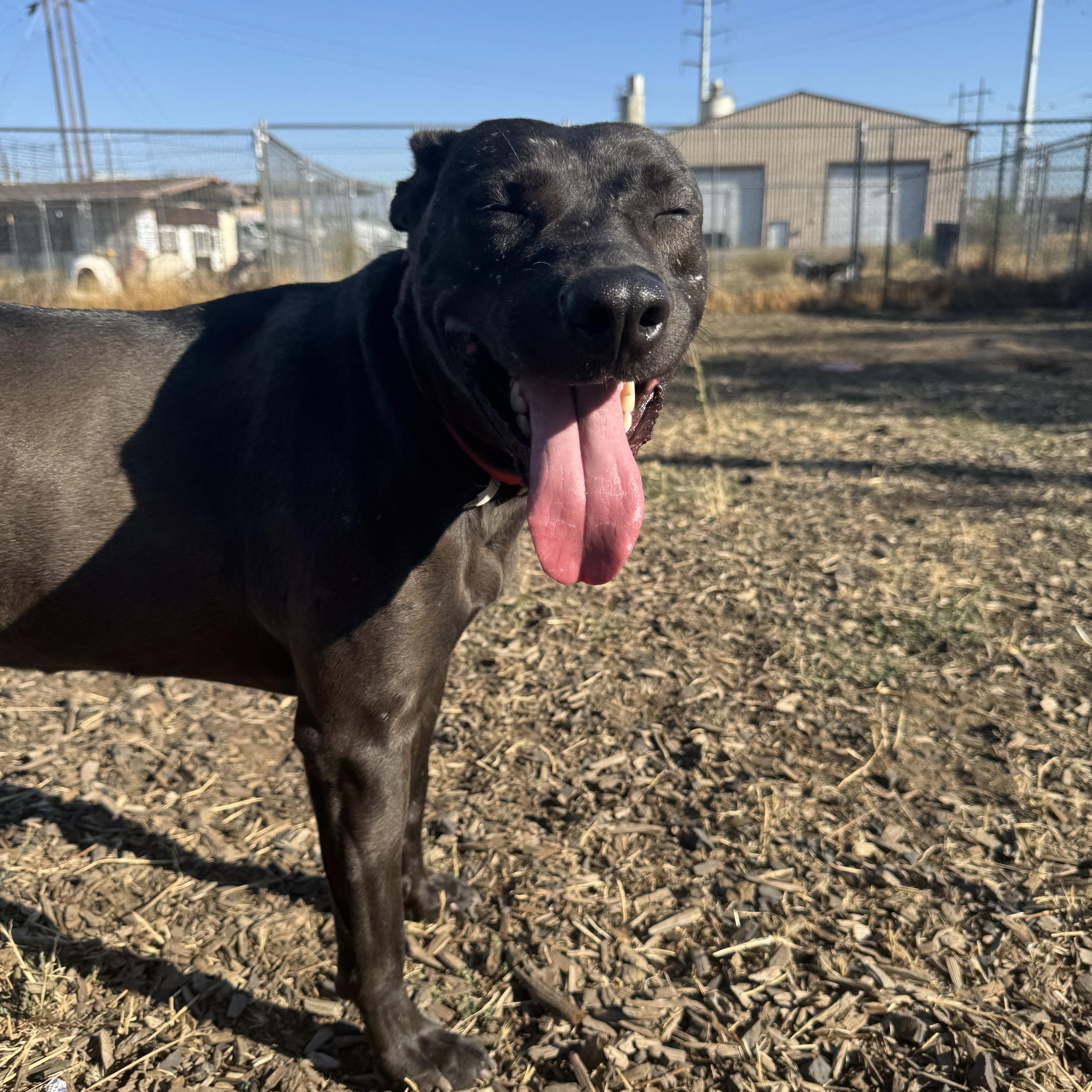 Crooky, Adoptable, Adult Female American Staffordshire Terrier & Pit Bull Terrier.