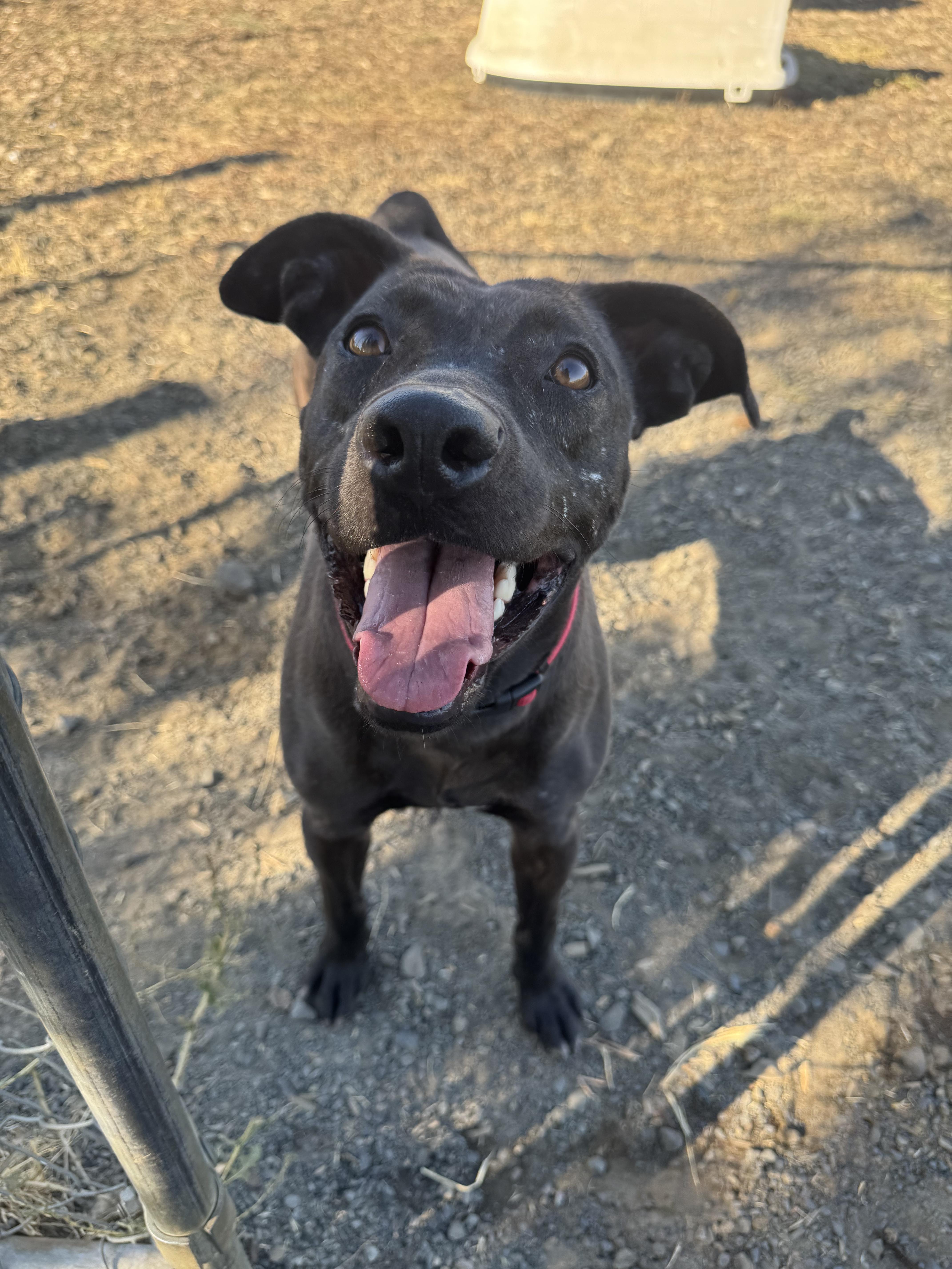 Crooky, an adoptable American Staffordshire Terrier, Pit Bull Terrier in The Dalles, OR, 97058 | Photo Image 2