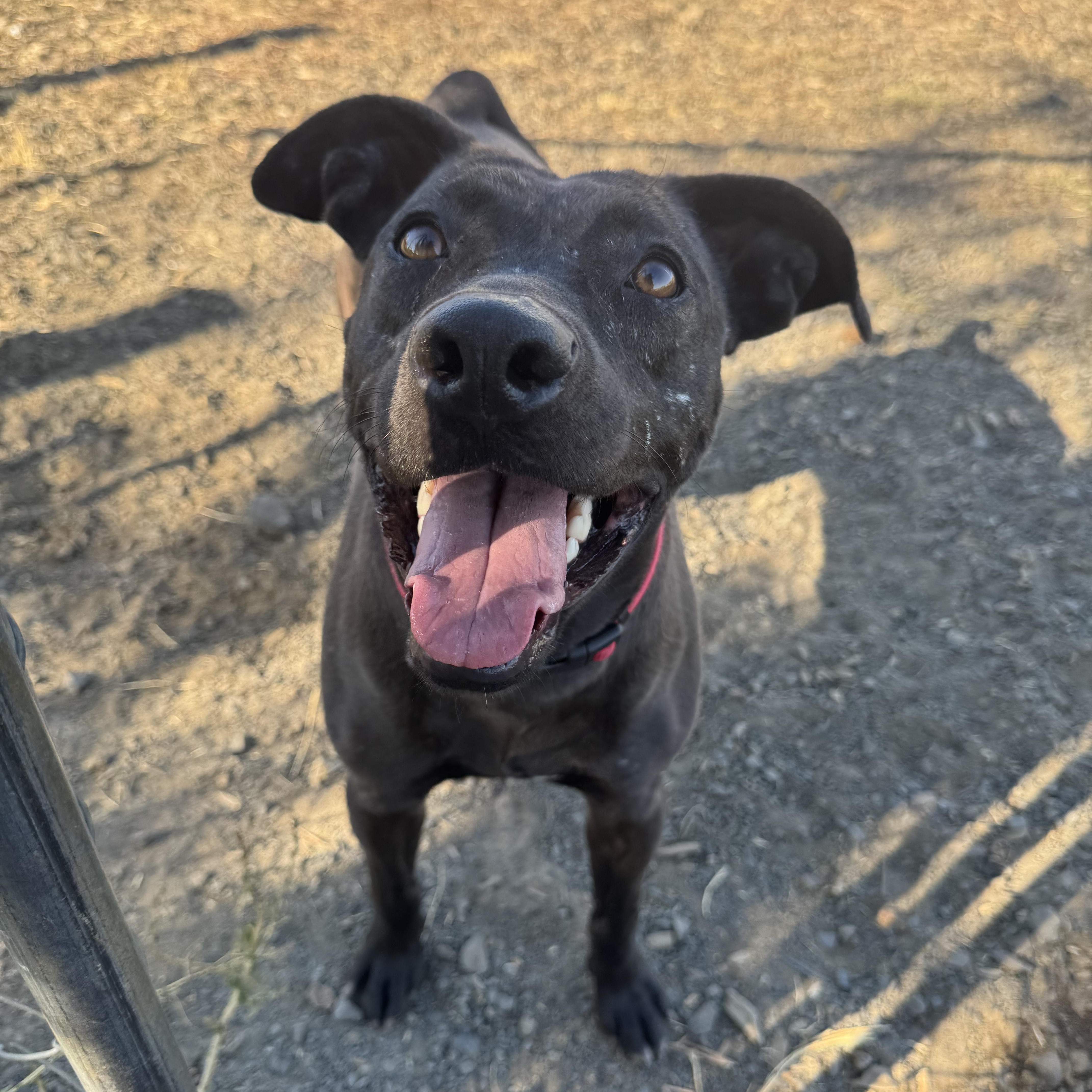 Crooky, a Adoptable mixed breed in The Dalles, OR image 3/6
