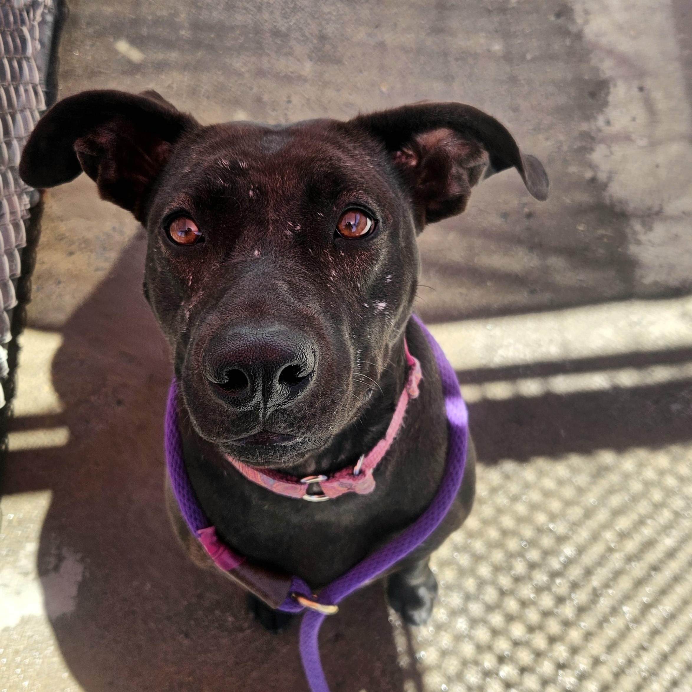 Crooky, Adoptable, Adult Female American Staffordshire Terrier & Pit Bull Terrier.