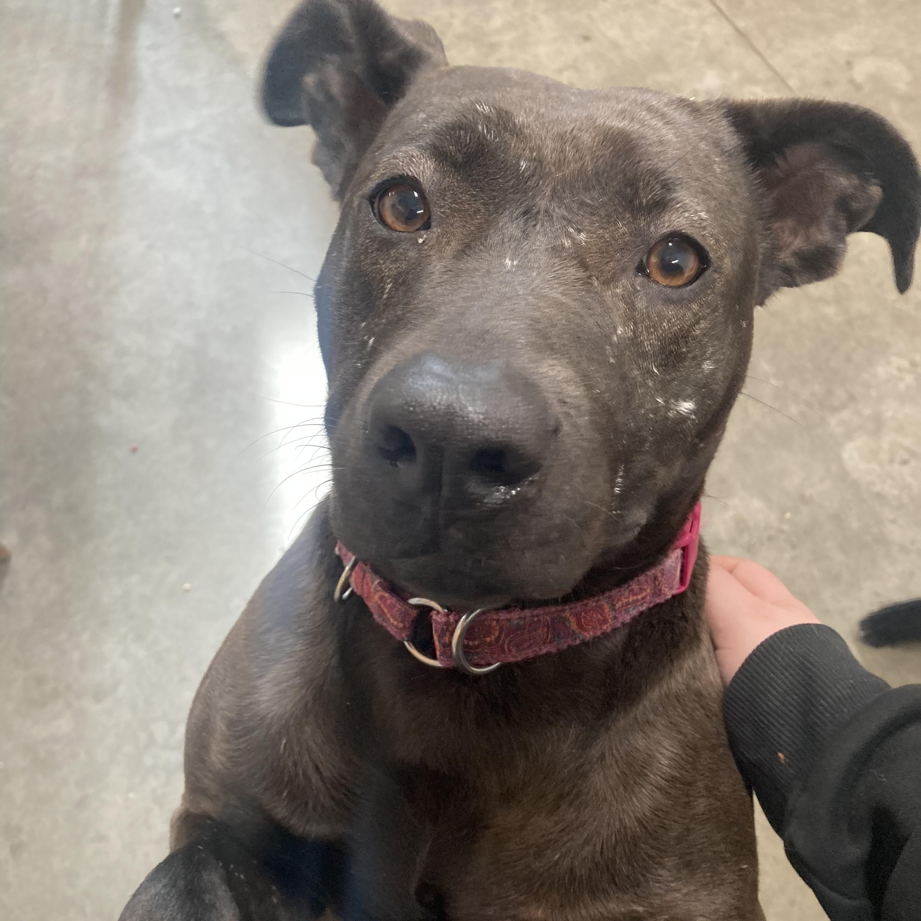 Crooky, an adoptable Pit Bull Terrier in The Dalles, OR, 97058 | Photo Image 3