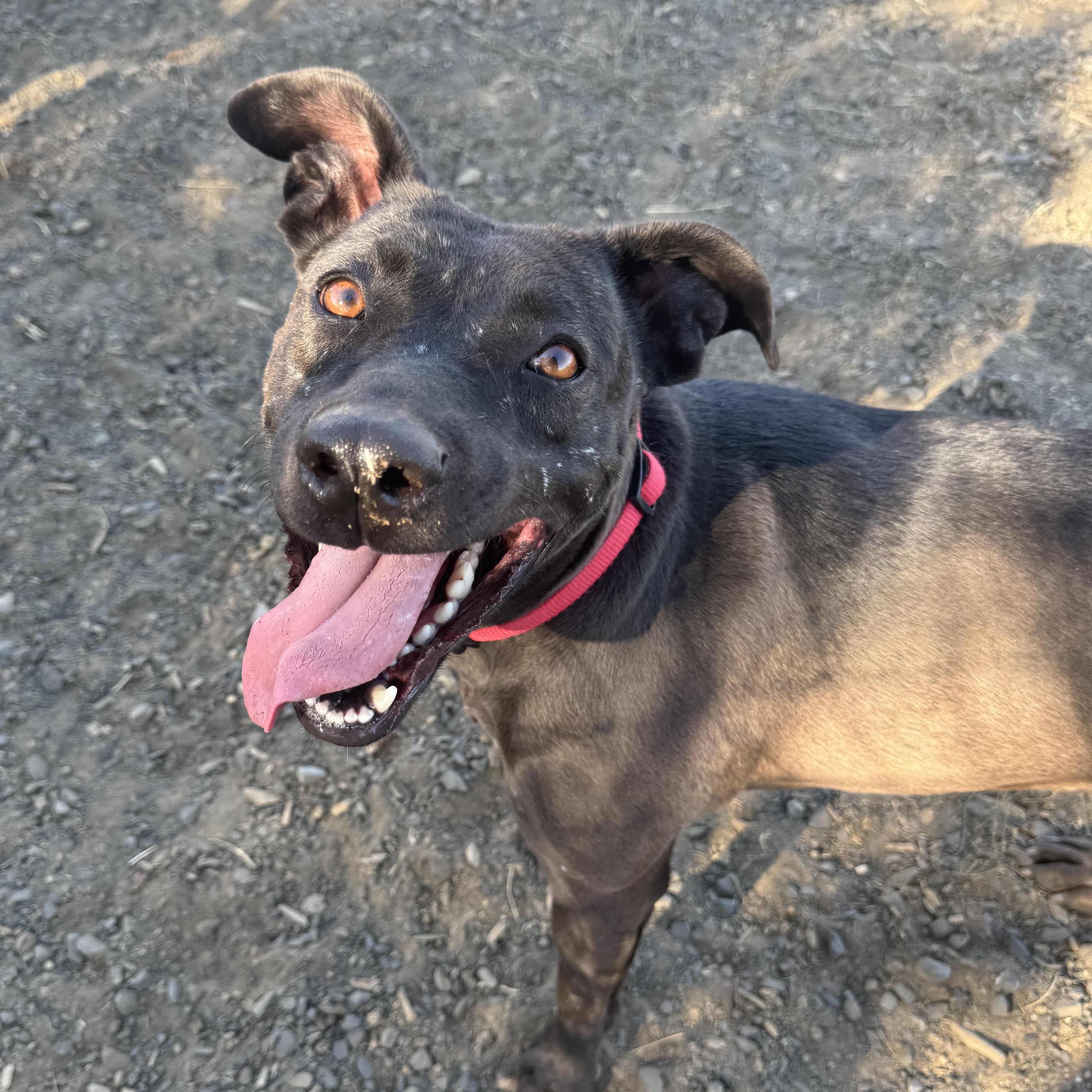Crooky, an adoptable American Staffordshire Terrier, Pit Bull Terrier in The Dalles, OR, 97058 | Photo Image 6
