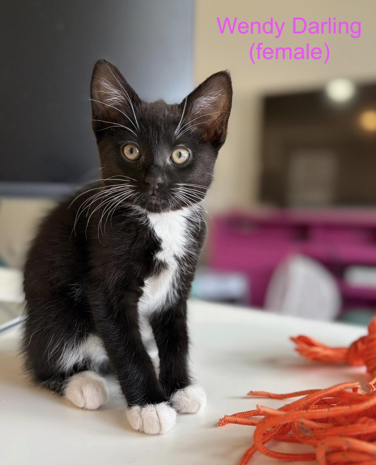 Wendy Darling, ADOPTABLE, Kitten Female Domestic Short Hair.
