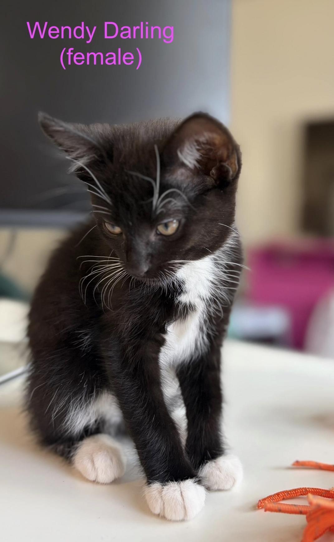 Wendy Darling, a ADOPTABLE Domestic Short Hair in Murfreesboro, TN image 2/4