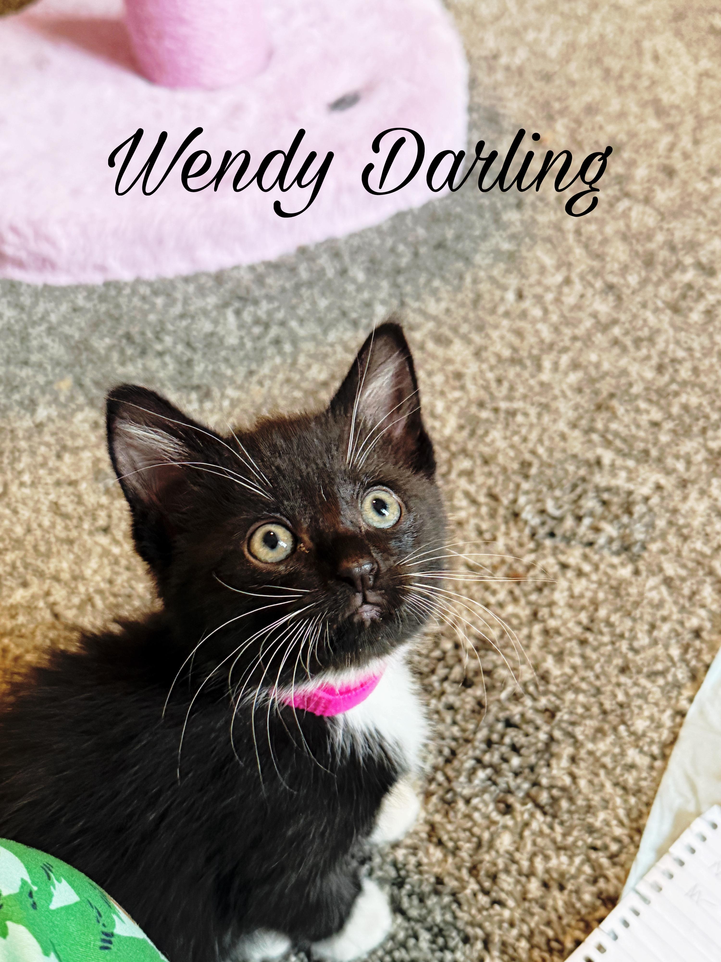 Wendy Darling, a ADOPTABLE Domestic Short Hair in Murfreesboro, TN image 4/4