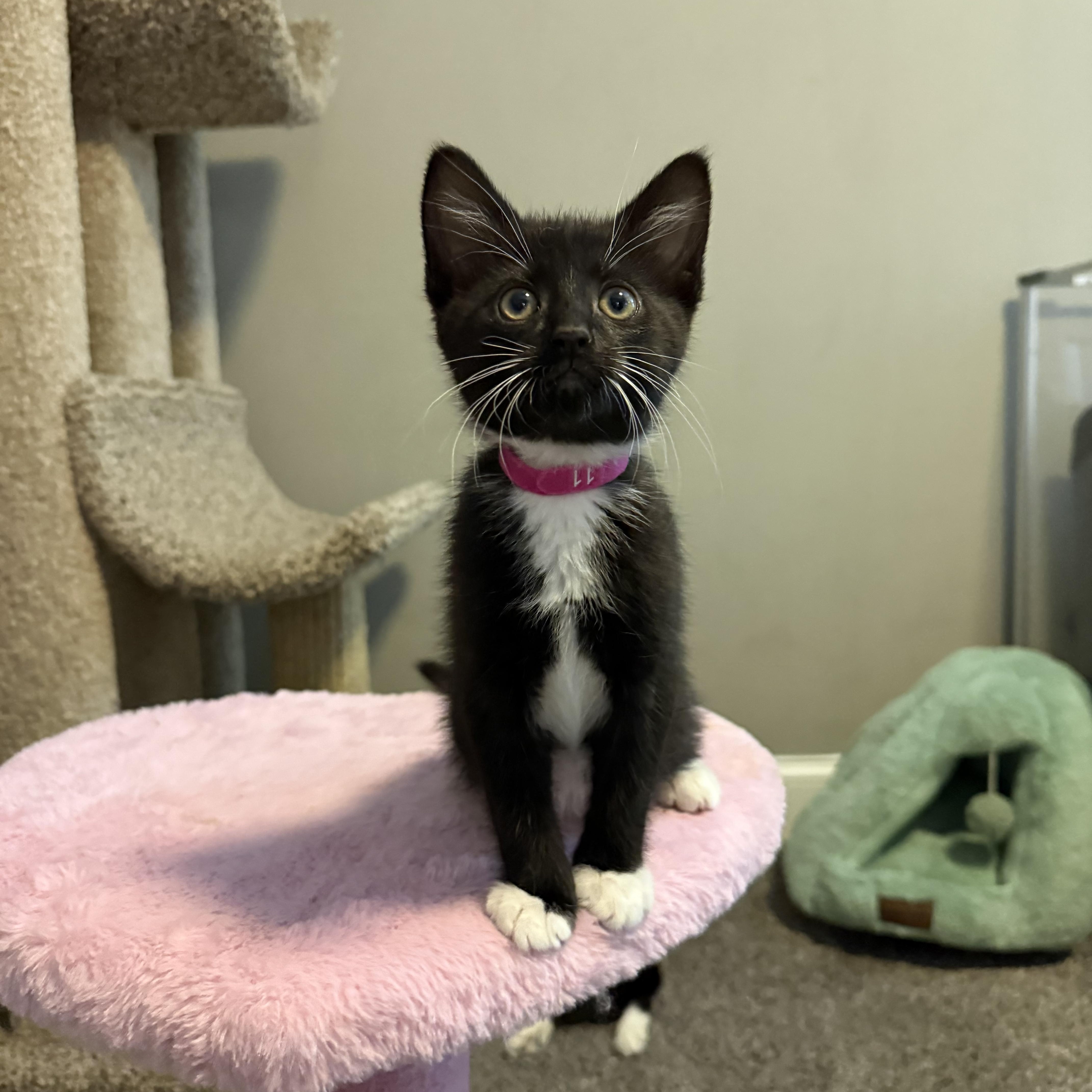 Wendy Darling, a ADOPTABLE Domestic Short Hair in Murfreesboro, TN image 3/4