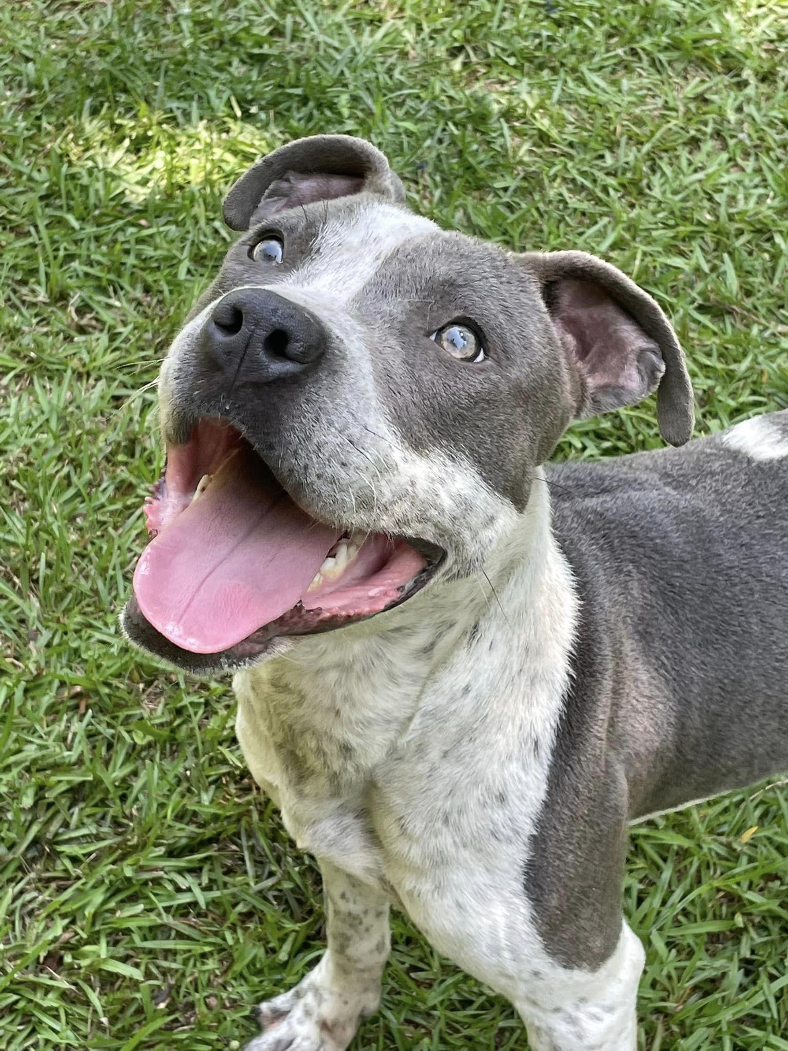 Miko, Adoptable, Adult Male Mixed Breed.