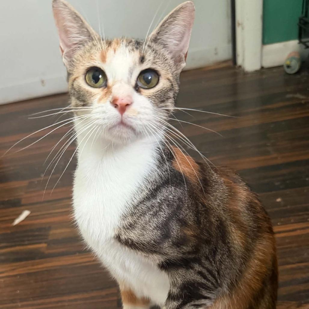 Enlarge Bali, a Adoptable Domestic Short Hair in Hattiesburg, MS image 1/1