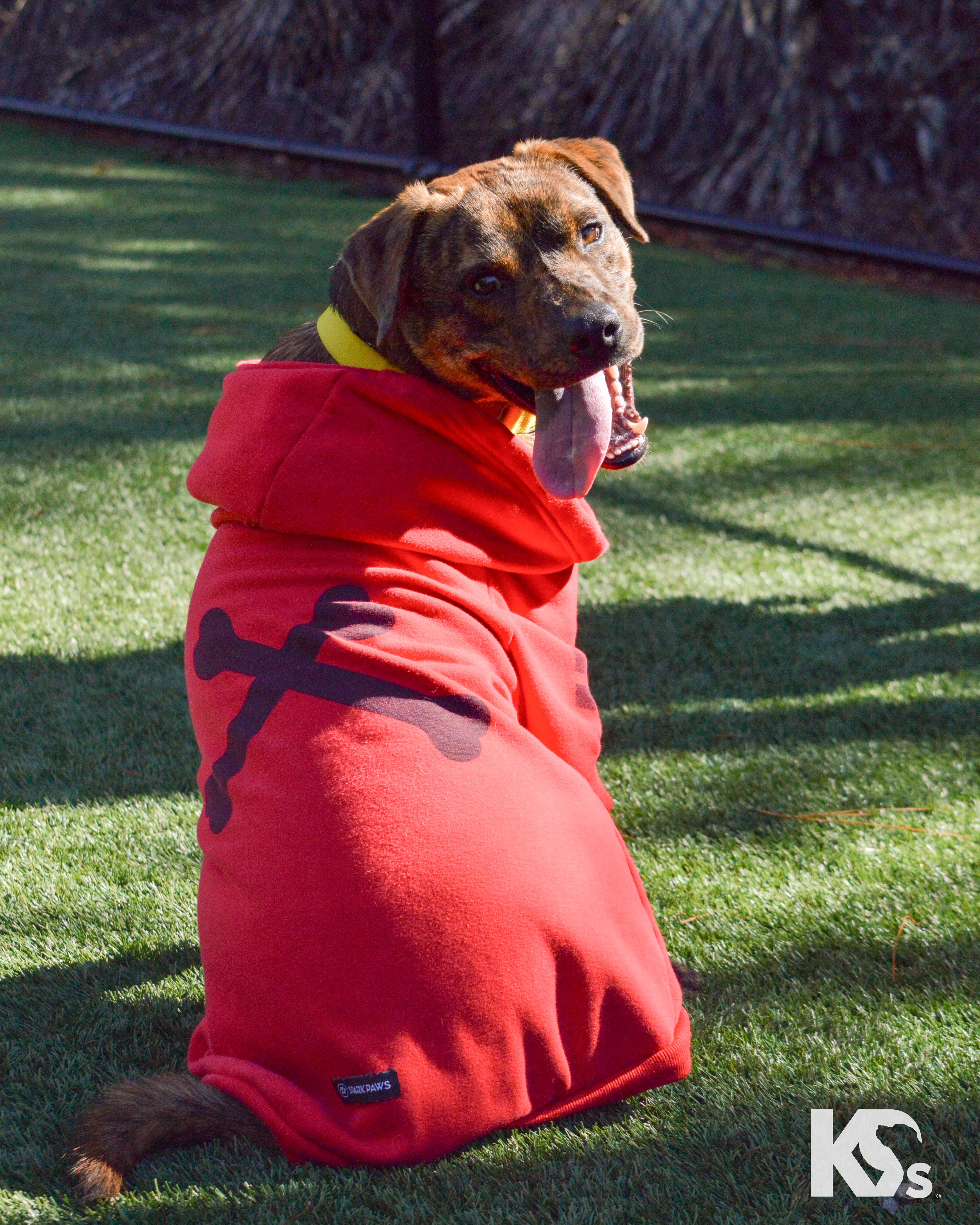 Enlarge Fig, a Adoptable mixed breed in Ponte Vedra, FL image 3/6