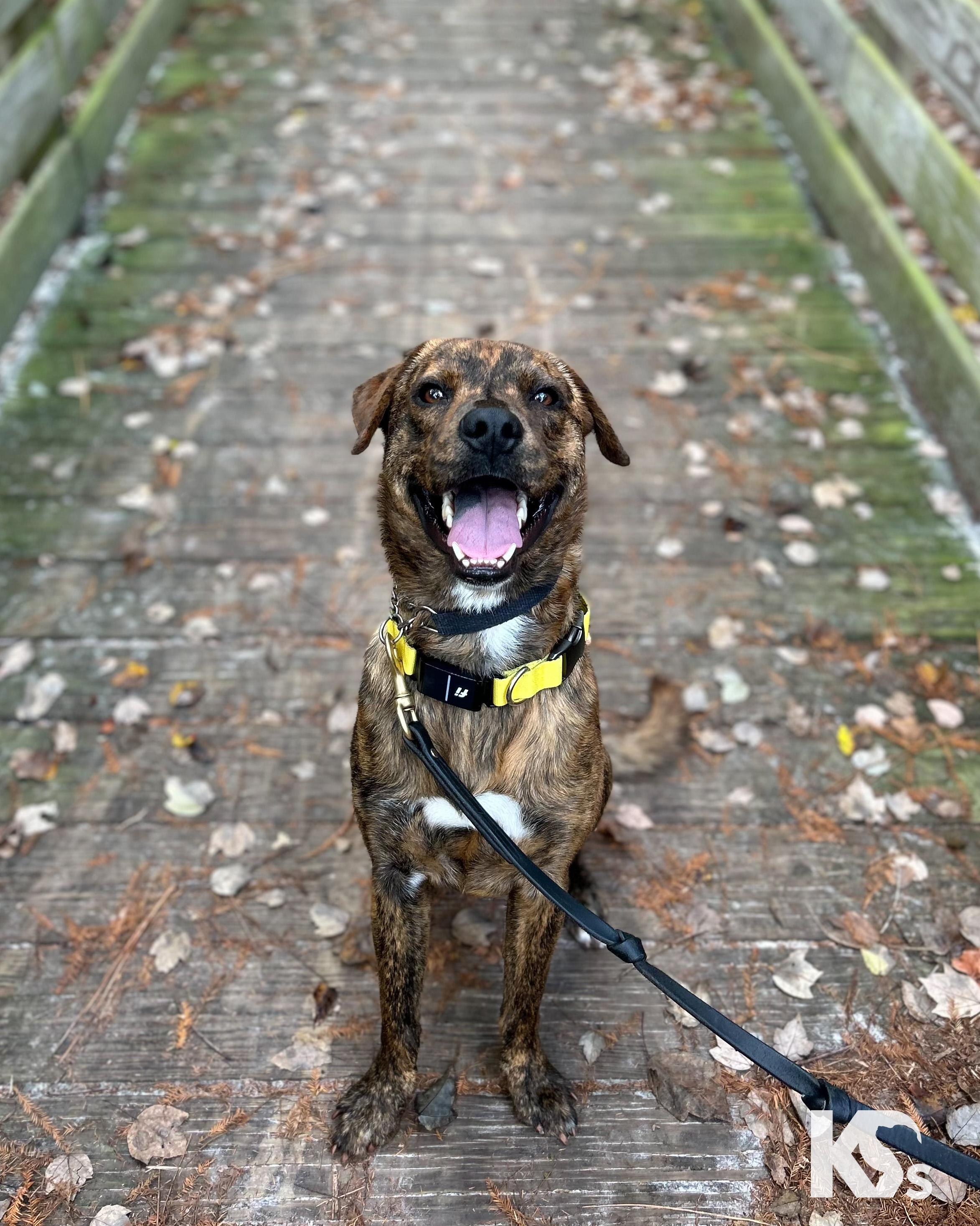 Enlarge Fig, a Adoptable mixed breed in Ponte Vedra, FL image 2/6