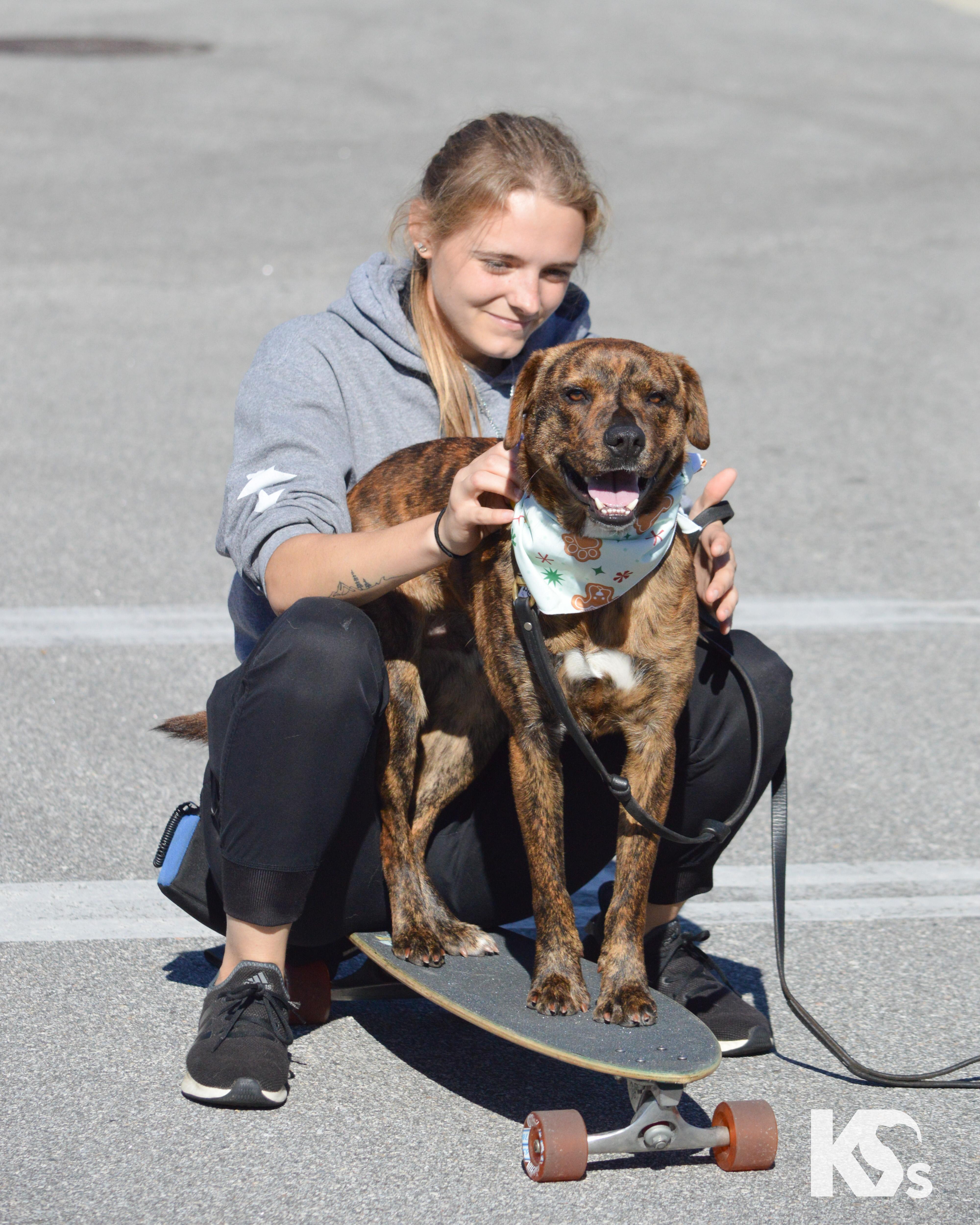 Enlarge Fig, a Adoptable mixed breed in Ponte Vedra, FL image 5/6