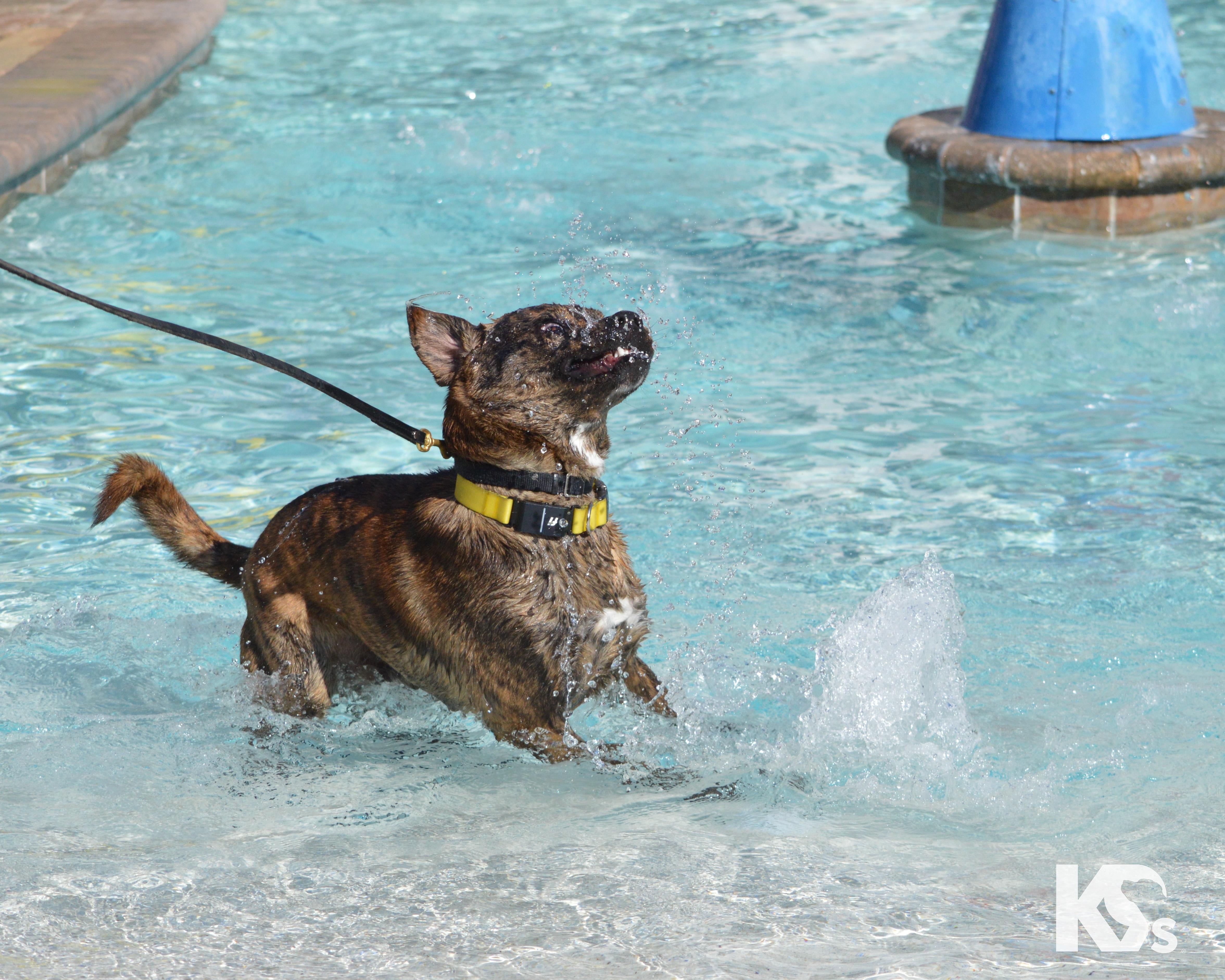 Enlarge Fig, a Adoptable mixed breed in Ponte Vedra, FL image 6/6