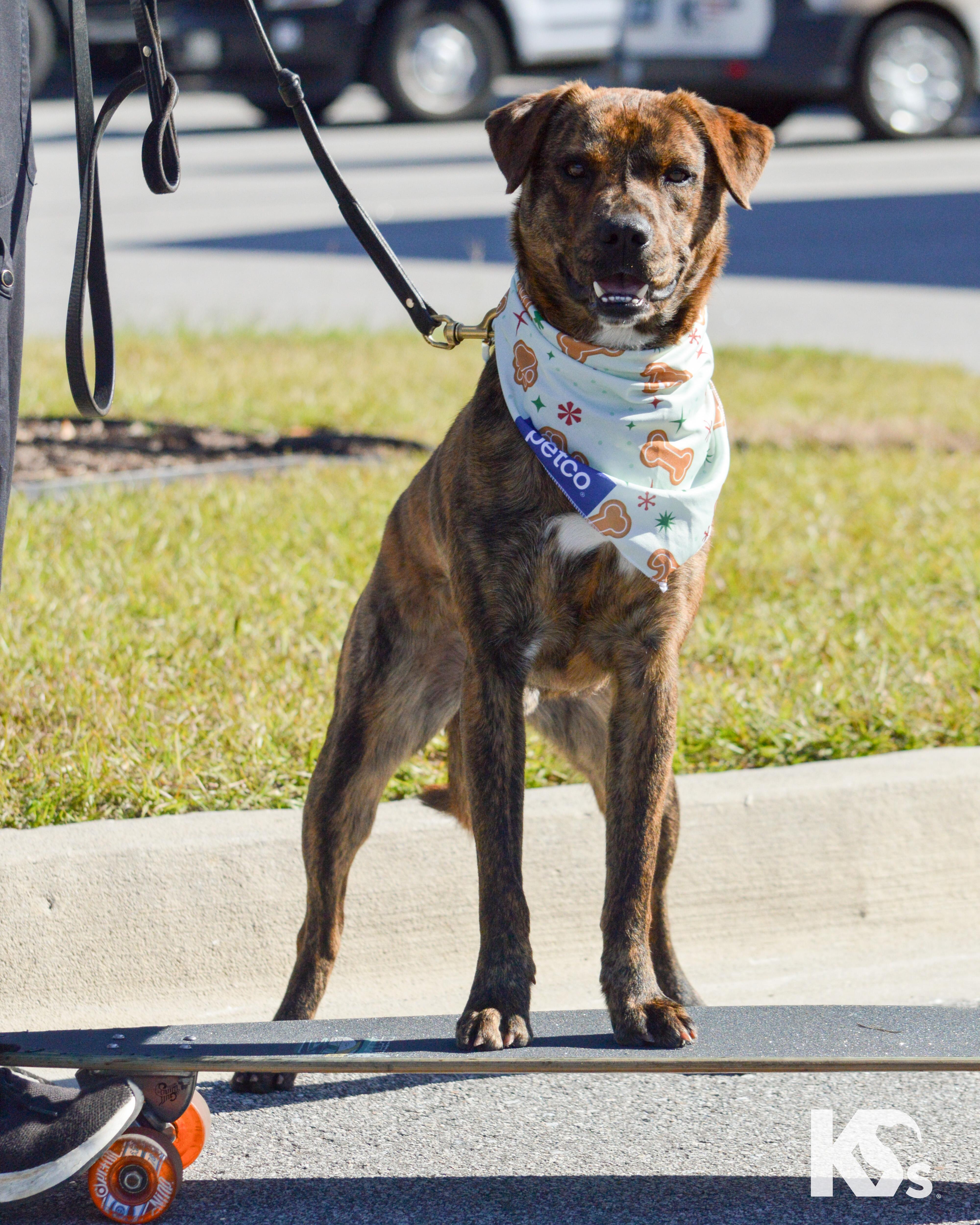 Enlarge Fig, a Adoptable mixed breed in Ponte Vedra, FL image 1/6