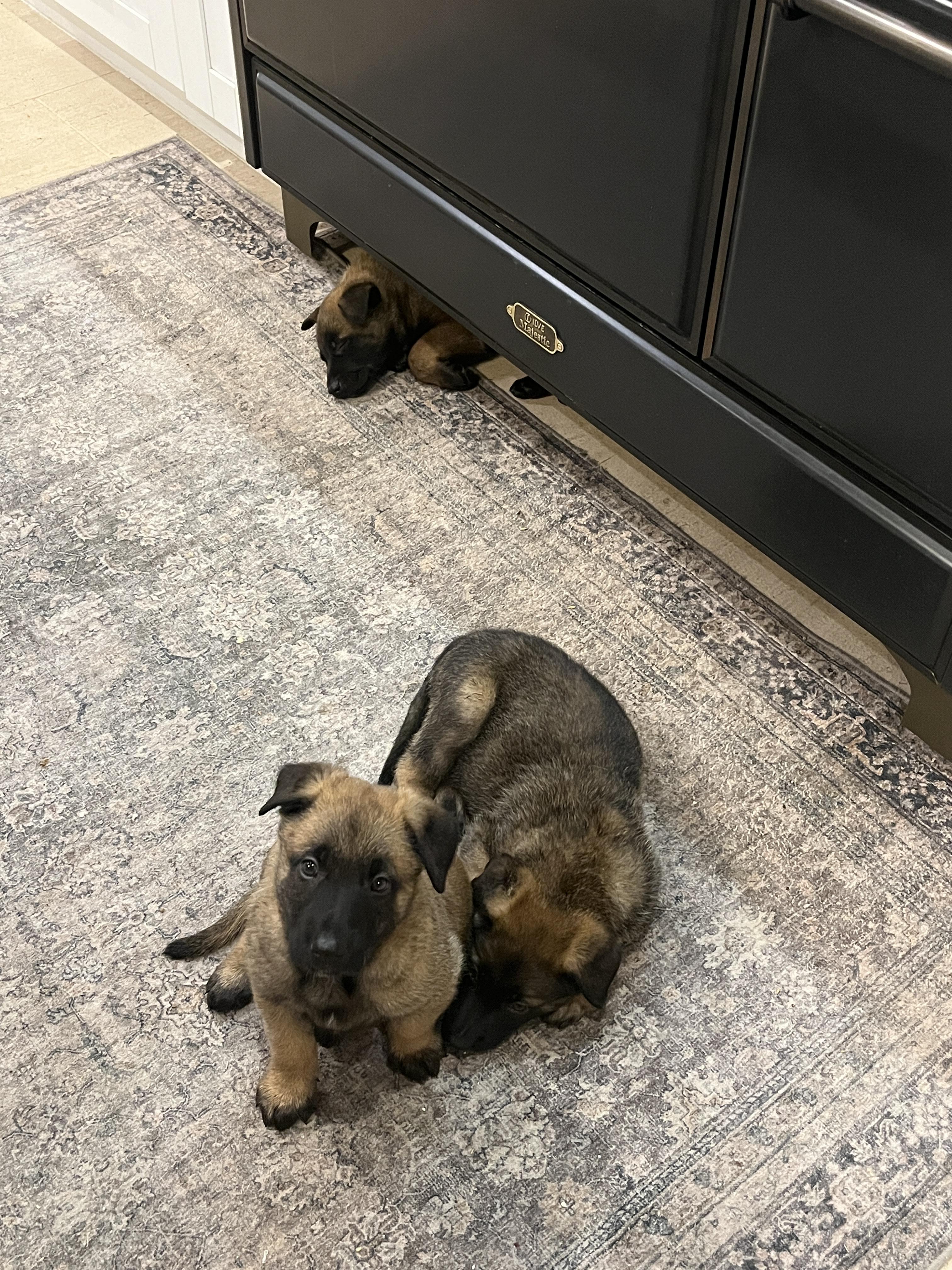 Enlarge Winter Weather Litter’s Sleet, a Adopted Belgian Shepherd / Malinois in Vancouver, WA image 2/6