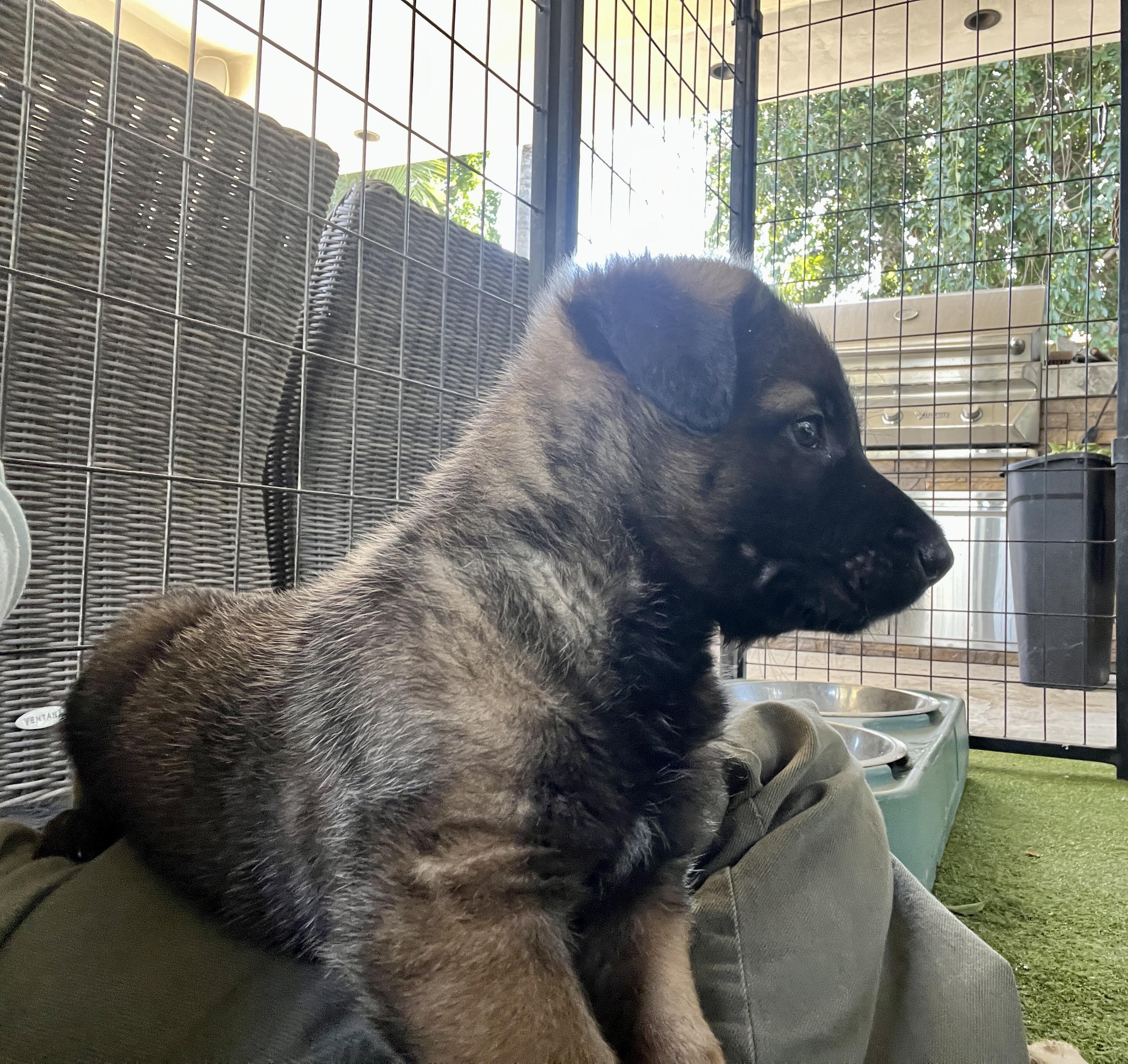 Enlarge Winter Weather Litter’s Sleet, a Adopted Belgian Shepherd / Malinois in Vancouver, WA image 3/6