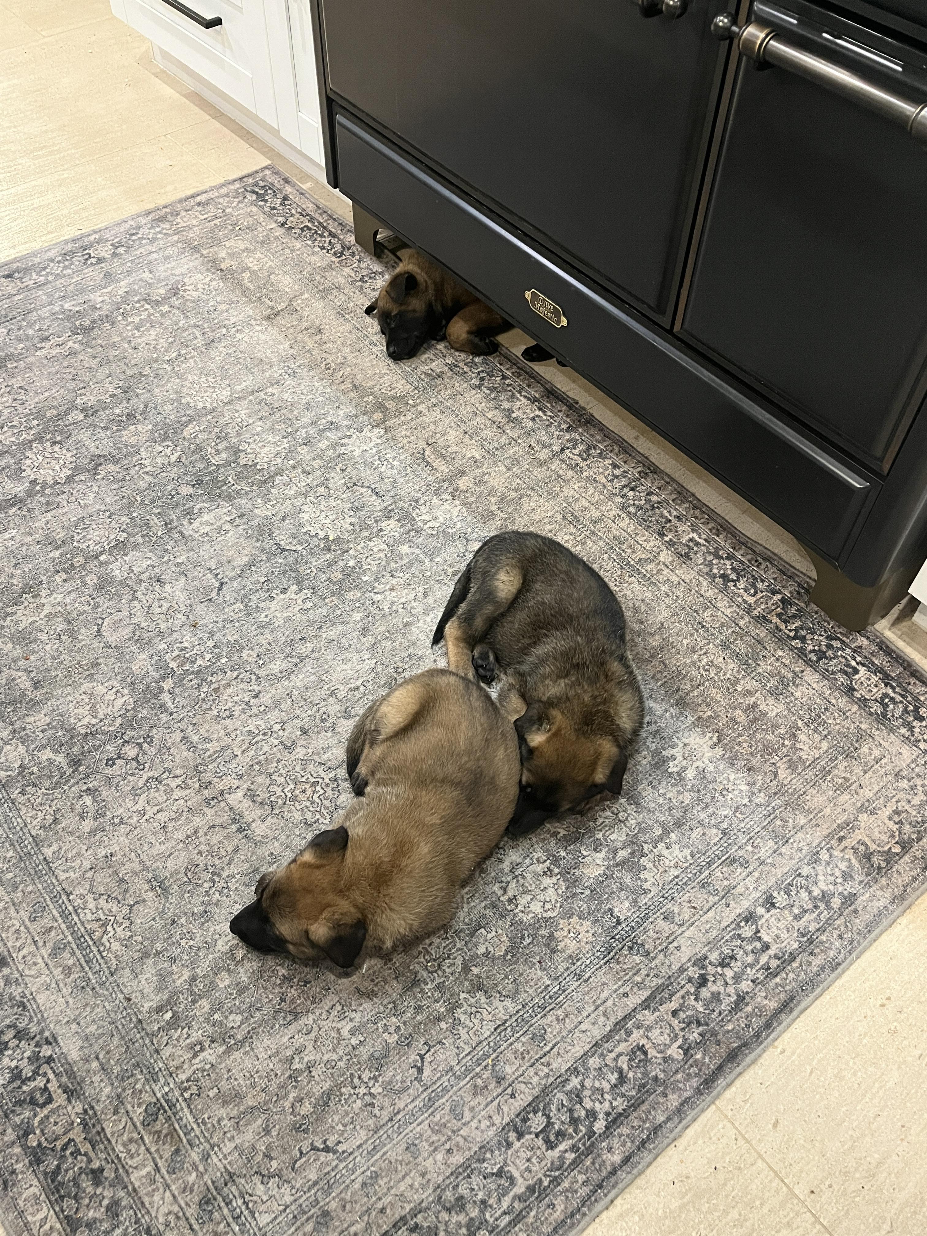 Enlarge Winter Weather Litter’s Sleet, a Adopted Belgian Shepherd / Malinois in Vancouver, WA image 4/6