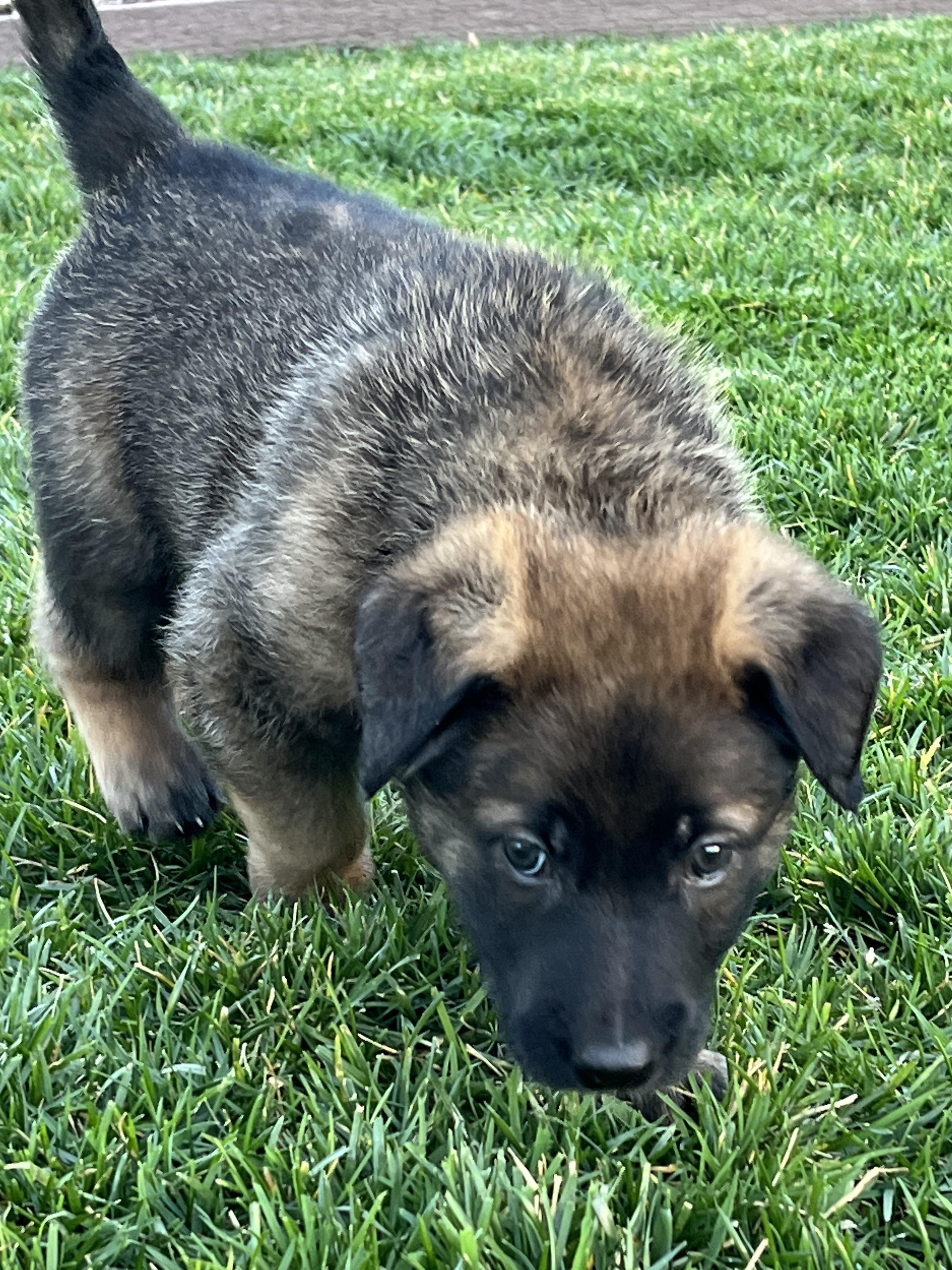 Enlarge Winter Weather Litter’s Sleet, a Adopted Belgian Shepherd / Malinois in Vancouver, WA image 5/6